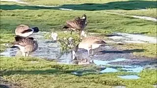 Canada Geese, Cemetery Lawn, Part 10