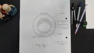 how to draw frog egg || step by step for beginners