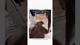 Что делает хозяин собаки?!?!? #вирусноевидео #собаки