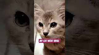 just checking to see my cat went viral 😎#funnycat #cutecat #pomeranian