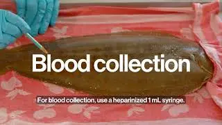Advances in Fish and Shellfish Nutrition, Reproduction and Fish welfare