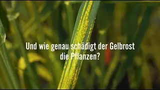 Forschungsprojekt PILTON - Infektion mit Gelbrost