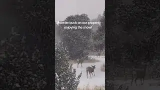 Big Buck caught in a winter storm on our property #bigbuck #trinidadcolorado #snowstorm #boondocking
