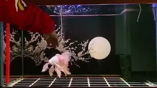Exploring the depths of aquatic wonder #aquarium #aquariumhobby #aquaticlife #fishkeeping #usa #uk