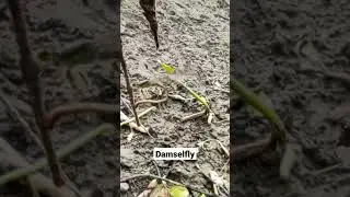 Damselfly #damselfly #fly #dragonfly #insects #shorts