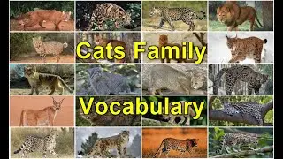 Animals in English - Part 1 - Felidae (Cats Family)