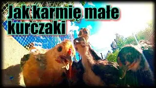 Czym karmię kurczaki żeby były zdrowe i odporne.