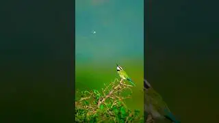 wild animals 😱 #nature #viral #reels #animals