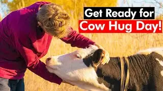 Valentine's Day or Cow Hug Day? Government appeals citizens to celebrate 'Cow Hug Day' on Feb 14