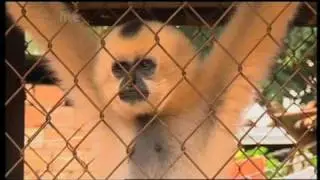 Monkey Life Vietnam special