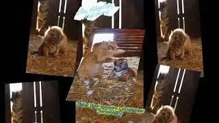 Cat vs Tiger Cub  🐱🐯&hellip;The Mood Changed Instantly #shortviral #shorts #catshorts