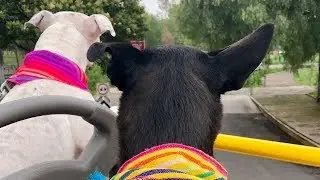 Turibus Pet friendly CDMX
