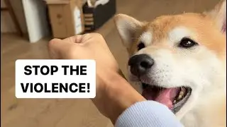 Shiba Fights Back Against Gambling Addiction