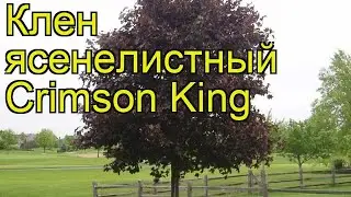 Клен ясенелистный Кримсон Кинг. Краткий обзор, описание характеристик acer platanoides Crimson King