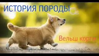 История породы Вельш Корги