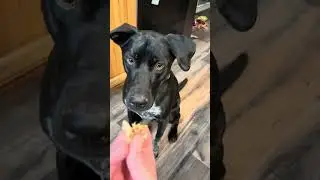Will Leo eat sauerkraut? #dog #labmix #huskymix