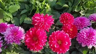 FRESH BLOOMS FLOWERS ONLY FOR WINTER SEASON THIS KINDS OF PLANTS #beutyofnature #winterseason2025