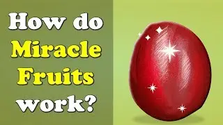 How do Miracle Fruits work? + more videos | #aumsum #kids #science #education #children