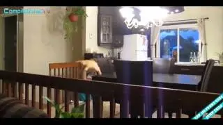TOP 100 FUNNY CATS JUMP FAILS COMPILATION 2014