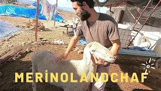 Merinolandschaf Irk Koyunlarla  Hedefi Yılda Bir Ev Satın Almak! #Küçükbaş #hayvancılık #merinos