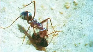 How Ants Use the Sun to Find Food | Trials of Life | BBC Earth