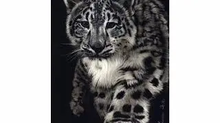 Paintings from Gordon Corrins Wildlife Fine Art (CorrinsArt)