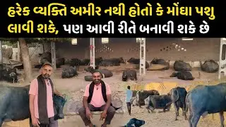 લાખોની ભેંસો તૈયાર કરો પોતાના ઘરે 💰. Banni Buffalo dairy farm in banaskantha 