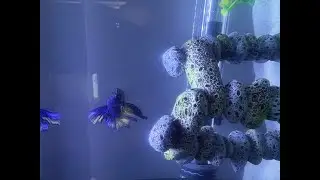New Fish  - Betta Paradise Male #tropical fish #Betta #Fighter Fish