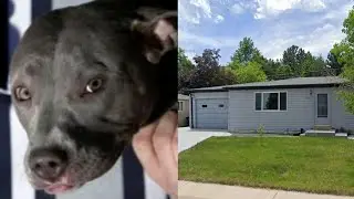 89-year-old woman dies after Golden Pit Bull attack that also injured grandson
