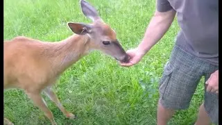 Part 30. Funny animals. Don't try to hold back. Laughter Funny.