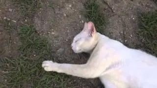 Любимая музыка кошки - Half Class 1 Hour - Cat harp music