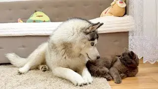 Can a Giant Husky Become Best Friends With a Cat