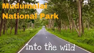 Coimbatore - Mudumalai National Park | Kalhatti Falls | Masinagudi |Bike Safari | Elephant | Bison |
