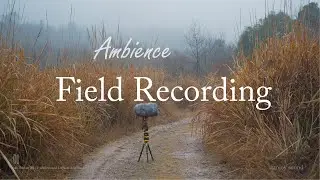 Field Recording Winter Forest Ambience