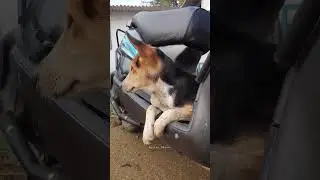 #dog #doglover #puppy #petta #pettaparaak #shortvideo #shortsfeed #shortsyoutube #shorts