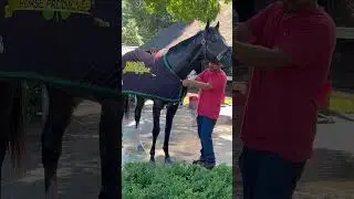 Ohana Honor after breezing at Shug&rsquo;s Travers Eve w/ Terry Finley&rsquo;s insight