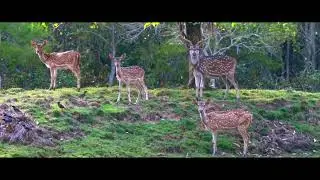 Similipal National Park Mayurbhanj//similipal nature video//New drone view video 2023