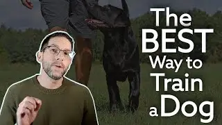 The Search for the Perfect Dog training methods Ends Here