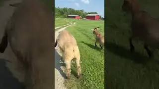 The dynamic duo race #shorts #onehappyassfarm #farmlife #megthegoat #bennythesheep #farmanimals