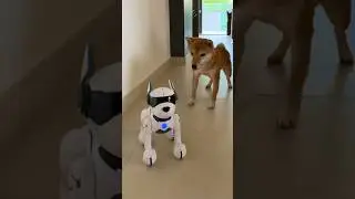 Я купил своей собаке РОБОТА-СОБАКУ 🐶🤖