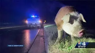 Enormous pig blocks road in York County, South Carolina