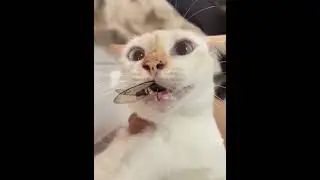 The smartest cat in the world #cat #funnycat #cats #funnyvideos  #kedivideoları #komikkedivideoları
