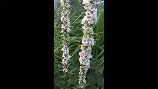 Bee Happy on Verbascum Thapsus