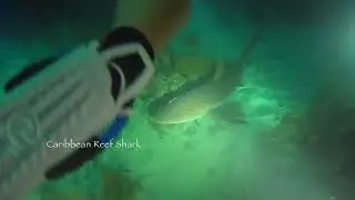Belize Night Diving - Aggressor 4 - November 2025