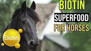 Biotin! Boost the COAT and HOOVES of your horse!