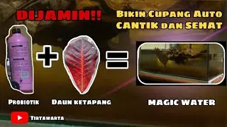 Tutorial!!! Rahasia Daun Ketapang pada ikan hias Cupang..!! ditambahkan LARUTAN SEHAT...!!!!