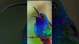 voice of humming bird