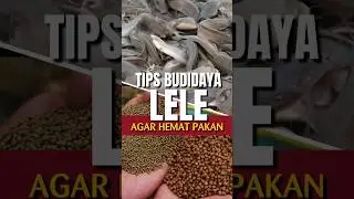 TIPS BUDIDAYA LELE AGAR HEMAT PAKAN #taninelayancenteripb
