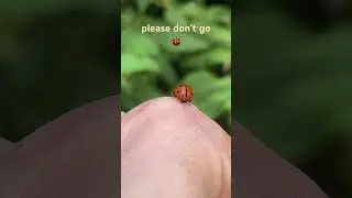 🐞 Ladybug flying away 🥰 #animals #ladybird #beetle #lovely #flying #relaxing