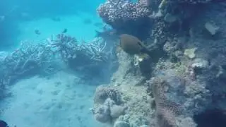 Developing Coral Reef Fish Sampling Methods - project REEFISH
